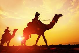 They buy and sell them like they do the arabian horses. Camel Company Australia Come To Safari Adventure With Us