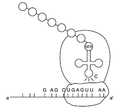 Examples of polypeptides are insulin and the primary structure is the sequence of amino acid in the polypeptide chain in line with the location. A Identify The Polarity From A To A In The Above Diagram And Mention How Many More Amino Acids Are Expected To Be Added To This Polypeptide Chain Sarthaks Econnect