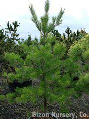 We serve loudoun county, virginia, alexandria virginia, fairfax virginia, arlington virginia and more! Native Trees Of Va Inaturalist