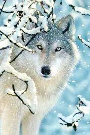 Wolf 2 Cross Stitch Pattern Pdf Cuteanimals Animaux Animaux Sauvages Animaux Beaux