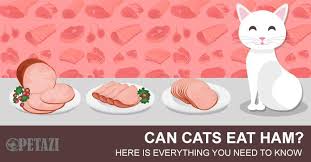 Let's start with the basics. Can Cats Eat Ham Here Is Everything You Need To Know Petazi