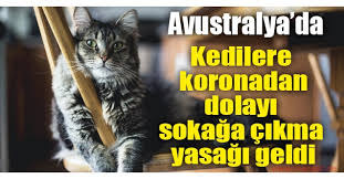 İnsanlar birbirlerine kedi temalı hediyeler alıyor ya . Dunya Kediler Gunu Nde Kediler Ucretsiz Muayene Edildi