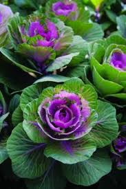 Maybe you would like to learn more about one of these? 15 Cabbage Flowers Ideas In 2021 Cabbage Flowers Flowers Ornamental Cabbage