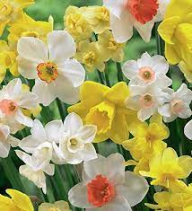 Narcissus Bulb Mix Mini Shopping Bag Gift Set Sarah Raven Beautiful Flowers Flower Photos Narcissus Bulbs