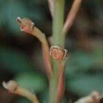 Image result for Manniella