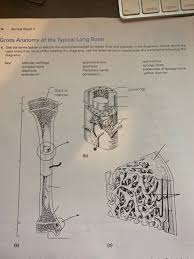 The diaphysis and the epiphysis. Solved Com Control Option In 74 Review Sheet 7 Gross Anat Chegg Com