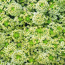 Pin On Gardening The Awesome