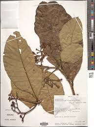 Image result for Tabernaemontana brachyantha