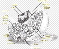 Check spelling or type a new query. Cel Lula Animal Drawing Diagram Design Angle Cell Animal Png Pngwing
