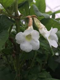Image result for Gesneriaceae