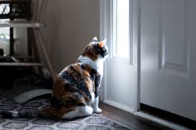 Finde die besten kostenlosen videos zu alleine zu hause. Katze Allein Zuhause Zooroyal Magazin