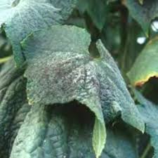 Image result for whitefly in cucumber