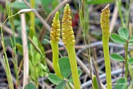 Image result for Elaphoglossum lancifolium