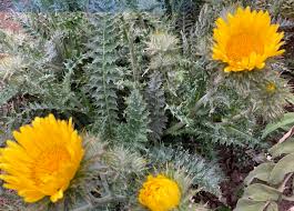 Image result for Berkheya speciosa