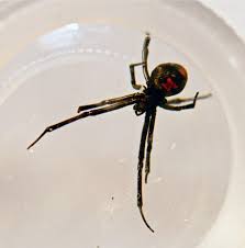 The babies have the same amount of venom as the mother. Deadly Black Widow Spider Produces Hundreds Of Babies In Norfolk After Hitching A Lift In Crate From Texas Daily Mail Online