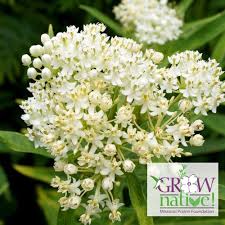 Image result for Ascolepis capensis