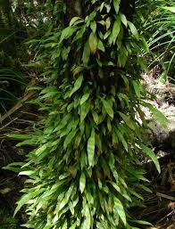 Image result for Loxogramme