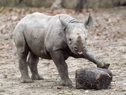 You Guys Wanted More So Here Is More Baby Rhinos For Everyone Have A Nice Day Album On Imgur