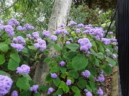 Image result for Bartlettina