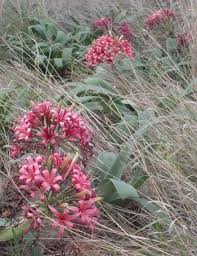 Image result for Ammocharis tinneana