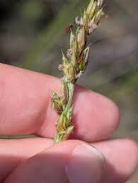 Image result for Alloteropsis