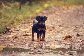 Jack Russell Terrier Black And Brown Jagdterrier Deutscher German Hunt Terrier Irish Black And Tan Jack Russell Terrier Aislinge Bray Terriers Dog Breeds Black And Tan Terrier Cute Dogs