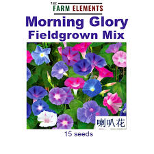 Vachagandha is an annual or perennial herb with slender, twining or prostrate stems up to 3 metres long. Buy Wellgrow Morning Glory Fieldgrown Mix Ipomoea Purpurea 15 Sds Wht å–‡å­èŠ± æ··è‰² Seetracker Malaysia