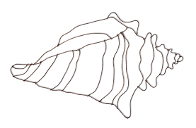 How to shell a conch picture drawing. Artdoxa Community For Contemporary Art Joel Armstrong