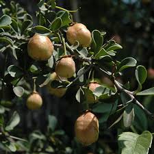 Image result for Gymnosporia glaucophylla