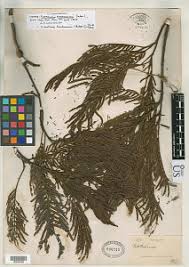 Image result for Newtonia buchananii