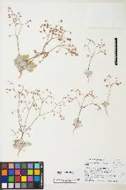 Image result for Eriosema nutans