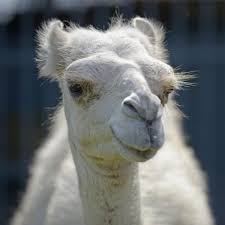 500 x 748 jpeg 47kb. In Wild Encounter Woman Bites Testicles Of Tiger Truck Stop Camel To Escape Officials Say News Theadvocate Com