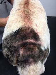 We did not find results for: 8 Best Flea Allergic Dermatitis Ideas Allergic Dermatitis Fleas Dermatitis