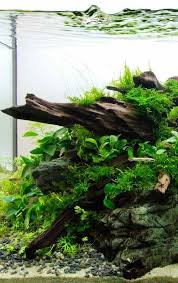 Bentuk dari ceratophyllum demersum menyerupai ekor dari raccoon, sangat unik. 8 Tanaman Aquascape Tanpa Inject Co2 Atau Low Co2 Pemula Binatang Peliharaan