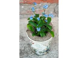 Pagesbusinesseslocal serviceevent plannerwedding planning servicefloare de nu ma uitaposts. Nu Ma Uita In Ghiveci