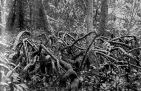 Image result for Musanga leo-errerae