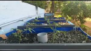 Aquaponics System Low Cost Fish Farming Kerala India Youtube