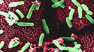We did not find results for: Biology Ks3 Gcse Osmosis Rap Bbc Teach