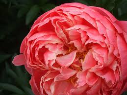 What Is The Difference Between Perennial And Annual Flowers Proflowers Blog Annual Flowers Flowers Flowers Perennials