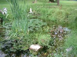 Frog Pond A Project That Anyone With A Yard Can Make Dig A Moderately Sized Hole Or Bigger Seal It Fill It With Water Natural Pond Pond Pond Design