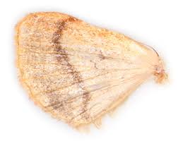 Image result for Plusia putnami