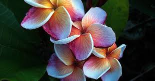 Pin On Plumeria
