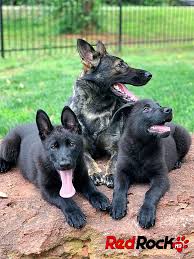 Find german shepherd in dogs & puppies for rehoming | find dogs and puppies locally for sale or adoption in toronto (gta) : Red Rock K9 Trained German Shepherd Puppies Red Rock K9