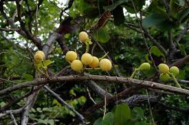 Image result for Opilia amentacea