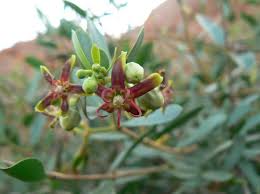 Image result for Periploca linearifolia