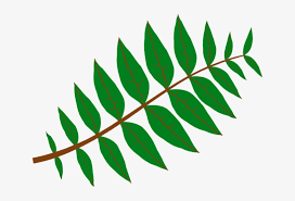 Unduh gratis berkualitas tinggi daun png/ai file grafik terbaru, angka lovepik grafis ini adalah 400494881, kategorinya adalah png, ukurannya adalah 303.5 kb, anda dapat mengunduh clipart grafik vektor yang dapat diedit gratis di lovepik, kami menyediakan elemen dalam png, ai, psd, eps dan format lainnya, semua gambar dapat digunakan secara komersial dan hak cipta aman. Free On Dumielauxepices Net Daun Ash Leaf Clipart Png Image Transparent Png Free Download On Seekpng