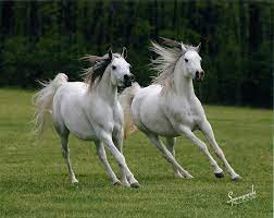 Shall We Dance Horse Breeds Horses Pretty Horses