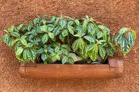 Image result for Pilea johnstonii