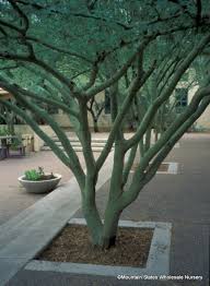 Image result for Vernonia praecox