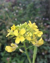 Image result for Erucastrum